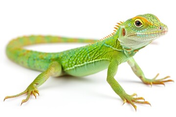 Fototapeta premium A green lizard sits on top of a white surface, looking around