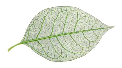 Close-up of a vibrant green leaf with detailed veins isolated on a white background