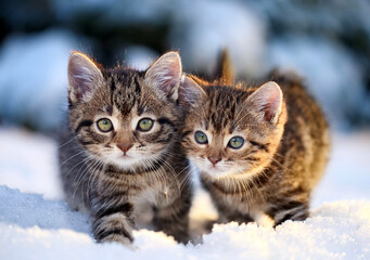 Fototapeta premium Two adorable tabby kittens playing in the snow, showcasing their playful nature and fluffy fur under a sunny winter sky.