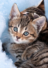 Two adorable tabby kittens playing in the snow, showcasing their playful nature and fluffy fur under a sunny winter sky.