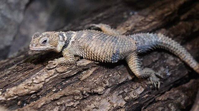 Close-up of a spiny lizard Rankin's Dragon (Pogona Henrylawsoni) enjoying the warmth of the sun on a weathered piece of wood in its natural desert habitat