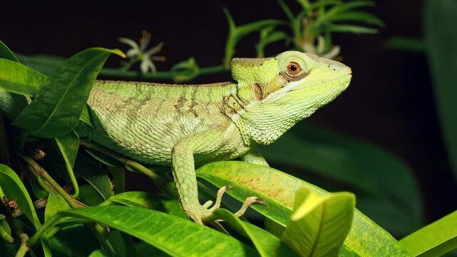 Green Eastern casquehead iguana (Laemanctus longipes) camouflaged among leaves in a tropical forest, showcasing wildlife in its natural habitat