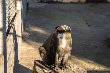 De Brazza's monkey sitting on a tree stump in a zoo enclosure with sunlight highlighting its...