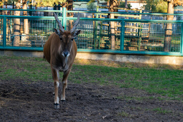 Adult antelope with long horns standing on grass in an enclosure. Outdoor wildlife photography in a...