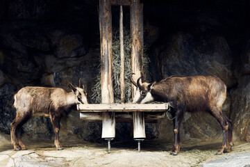 Two goats feeding at a wooden trough in a rocky environment during daylight hours