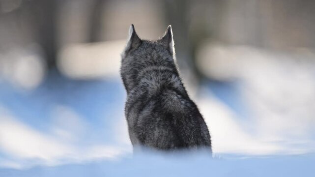 Husky sits facing away in the snow, surrounded by a serene winter landscape.