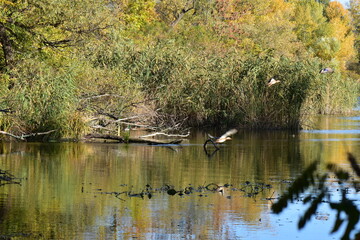 Autumn landscape with a lake, trees and ducks above the water