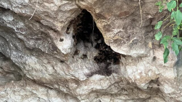 Swiftlets nesting on cliff face