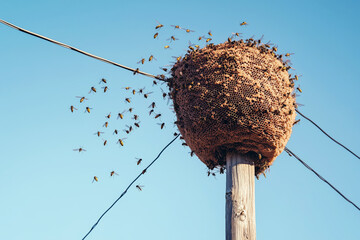 A large wasp nest on a power pole in a rural setting, with wasps flying around and clear sky in the background.