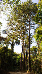 Fototapeta premium trees in the forest