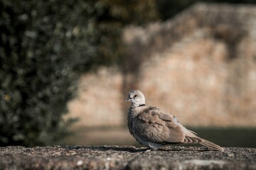 pigeon on a rock
