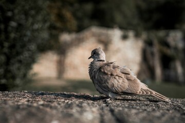 Obraz premium pigeon on a rock