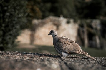 Fototapeta premium pigeon on a rock