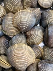 Almejas, conchas, mariscos, alimentos del mar, frutos del mar, marisquer&iacute;a, bivalvos, ostras