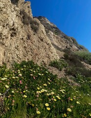 flowers in the mountains