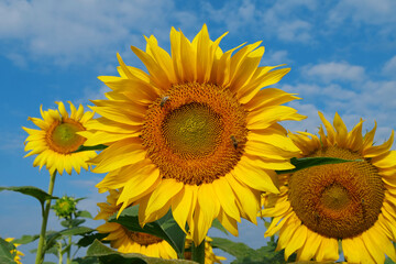 Fototapeta premium On the field of sunflowers little working bees sits on the sunflower