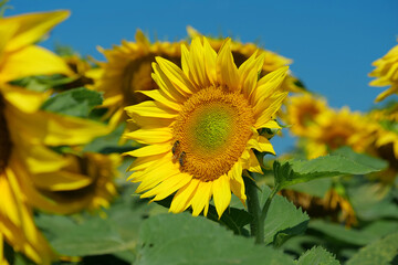 Obraz premium Field of beautiful sunflowers with many bees working. Bees are hard at work