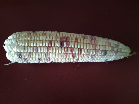 Elote