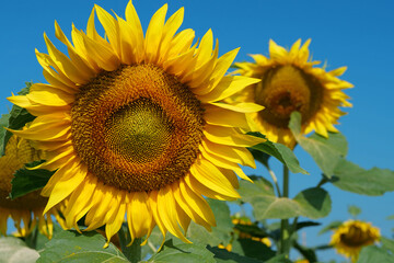 Naklejka premium Field of beautiful yellow sunflowers