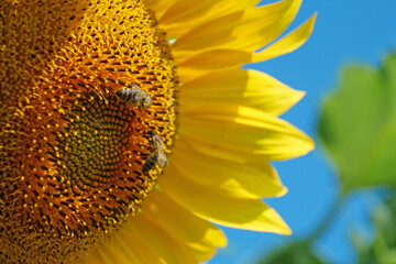 Naklejka premium Bees works on beautiful yellow sunflower on the field