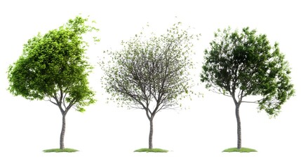 Obraz premium Three Trees in Different Stages of Growth