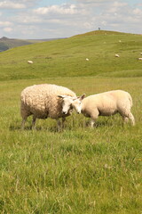 Obraz premium love between sheep