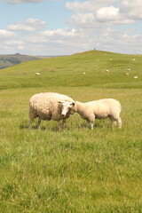 sheep family in the field