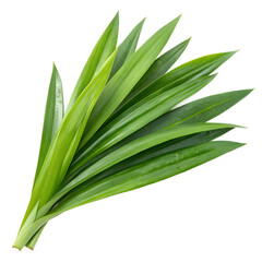 Obraz premium aloe vera plant