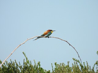 ABEJARUCO