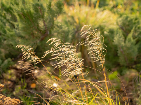 Deschampsia cespitosa