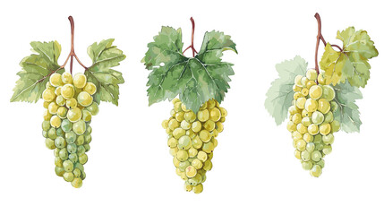 Set of grape watercolor isolated on transparent background. Healthy fruit grapes painting vector png illustration