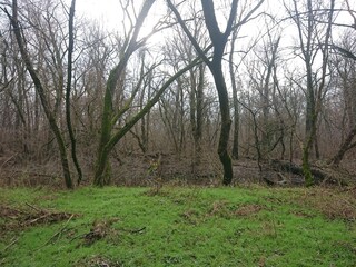 Obraz premium trees in the forest