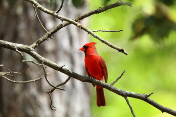 Cardinal 