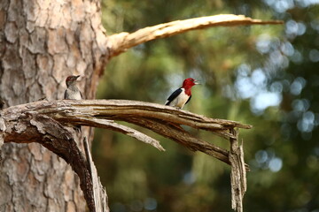 Red-headed Woodpecker couple in a tree
 