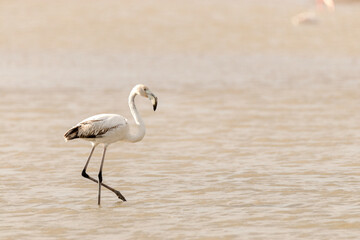 Flamenco común (Phoenicopterus roseus) caminado