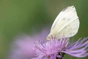 Close-up of a yellow butterfly sitting on a purple meadow flower. The background is green with space for text.