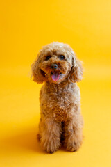 Cute miniature red poodle with mouth open sitting on orange seamless background looking up with alert expression