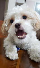 Pet dog laughing on the table