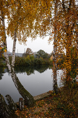 view on the river with trees