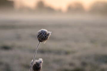 grass in the morning