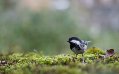 Coal tit resting on the mossy ground. closeup view. Blur background with shallow depth of field. 