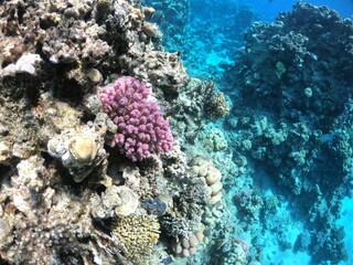 Red Sea