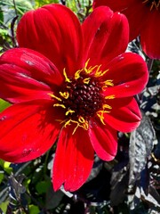 close-up of a red dahlia flower in a garden on a sunny summer day
