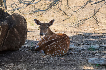 .photography of beautiful deer in the middle of nature grazing in tranquility