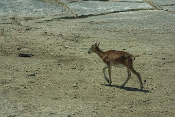 .photography of beautiful deer in the middle of nature grazing in tranquility