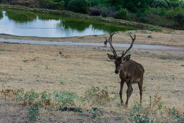 .photography of beautiful deer in the middle of nature grazing in tranquility