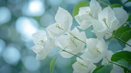 Delicate White Bougainvillea Blossoms