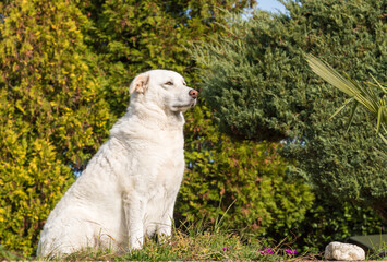 Obraz premium Maremma Sheepdog sitting in the garden on a warm, sunny autumn day.