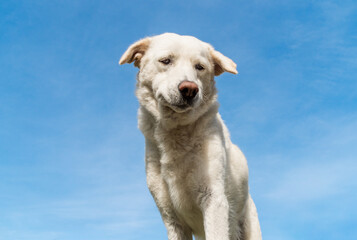 Portrait of Maremma Sheepdog against the blue sky.