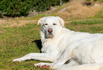 Maremma Sheepdog lying down in the garden on a warm, sunny autumn day.